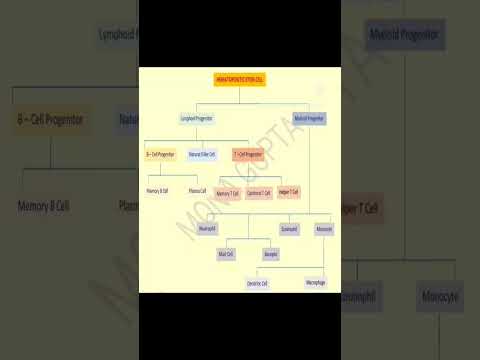 Hematopoietic Stem Cell