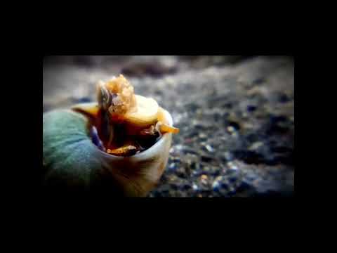 🌊 Discover the Mysterious World of Sea Snails! 🐌