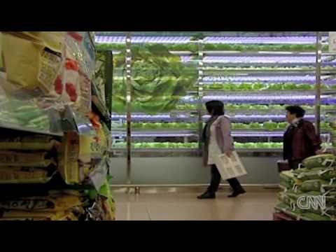 Hydroponics - Seoul&#039;s farm of the future
