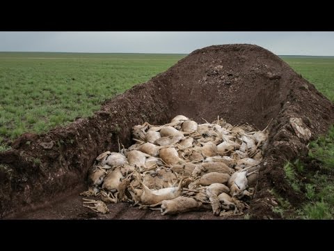 Did climate change kill over 200,000 Kazakh antelopes?