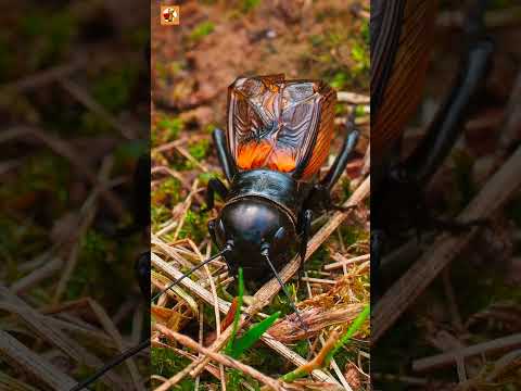 Cricket sound ( Insect ) | Chirping Cricket ( Part 3 )