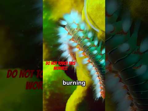 Bearded Fireworm: The Bristleworm That Earned Its Name!