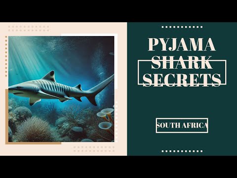 Pyjama Shark: South Africa’s Striped Mystery! 🦈🌊