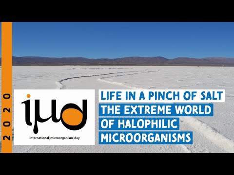 Life in a Pinch of Salt - The Extreme World of Halophilic Microorganisms