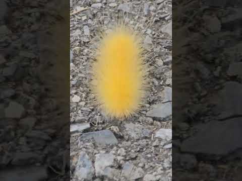 Speedy Yellow Woolly Bear 💛 Fast Crawler