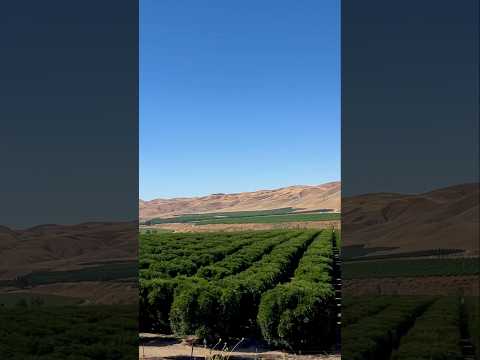 AMERICA’S MOST PRODUCTIVE FARMLAND: California’s Central Valley. #roamingbenji #geography #farming