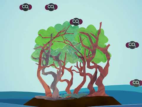 Are Earth&#039;s carbon sinks changing?