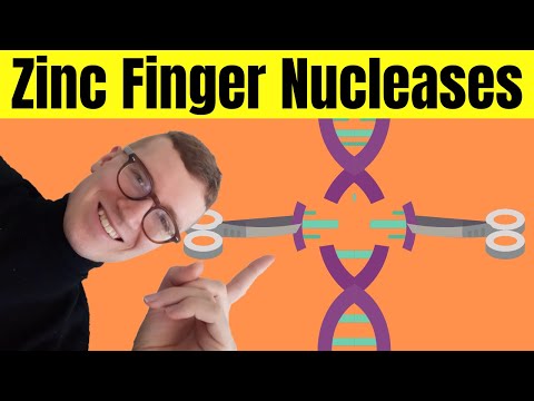 Zinc Finger Nucleases (ZFNs) Explained | Gene Editing Using ZFNs