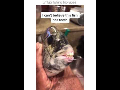 Fish with Human like teeth - Sheepshead Fish