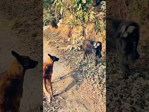 &quot;Epic Showdown: Dog Vs Goat - Who Will Claim the Crown? 🏆🐶🐐&quot;