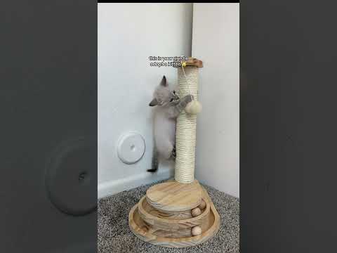 Adopting a lynx point siamese kitten brings endless joy #lynxpointsiamese