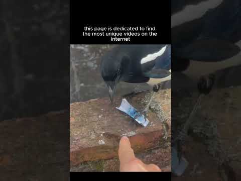 This bird just pulled off the cleanest scam of 2025.