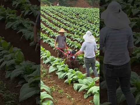 Tobacco Farming #satisfying #shot