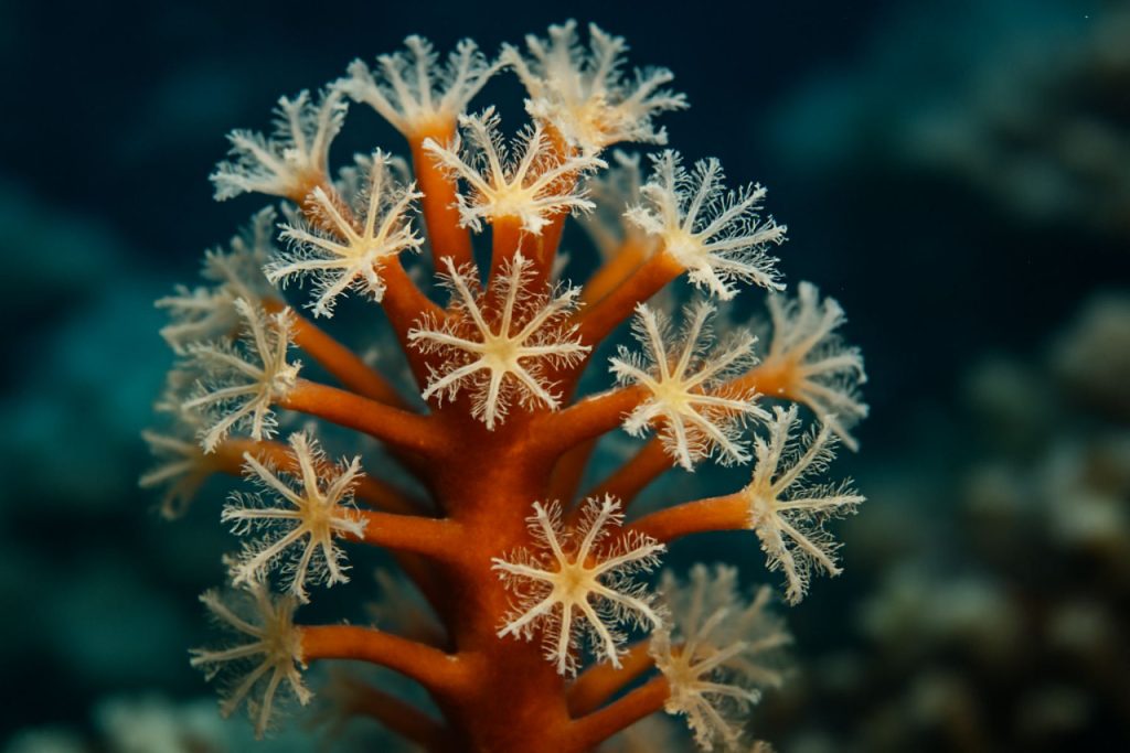 Octocoral Genomic Taxonomy: 2025’s Breakthroughs & Future Market Disruptions Revealed Octocoral Genomic Taxonomy: 2025’s Breakthroughs & Future Market Disruptions Revealed