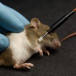 This Tiny Doppler Device Is Revolutionizing the Way Scientists Decode Animal Hearts