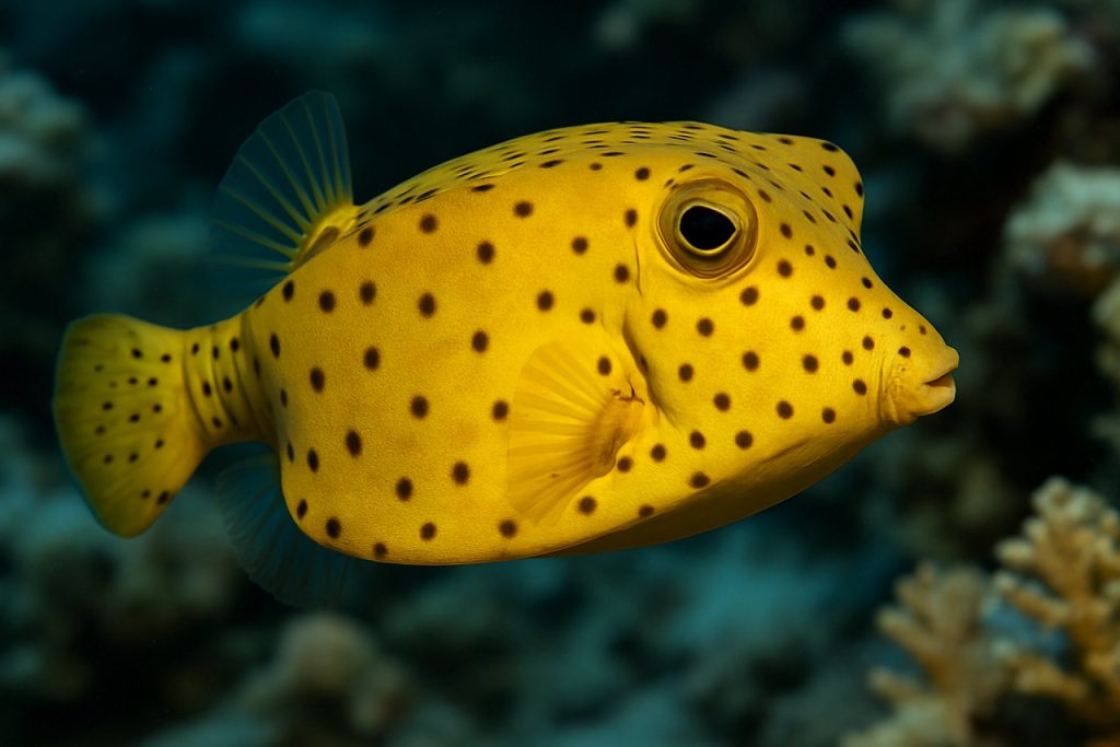 Boxfish: Nature’s Ingenious Engineers Revealed Boxfish: Nature’s Ingenious Engineers Revealed