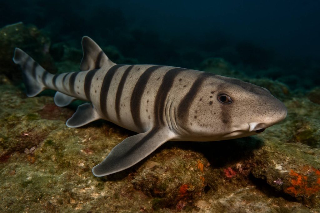 Pyjama Shark: The Striped Predator of South African Waters Revealed Pyjama Shark: The Striped Predator of South African Waters Revealed