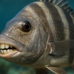 Sheepshead Fish: The Jaw-Dropping Predator with Human-Like Teeth