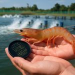 Shrimp Aquaculture Genomics 2025: Unlocking 18% Market Growth with Next-Gen DNA Tech